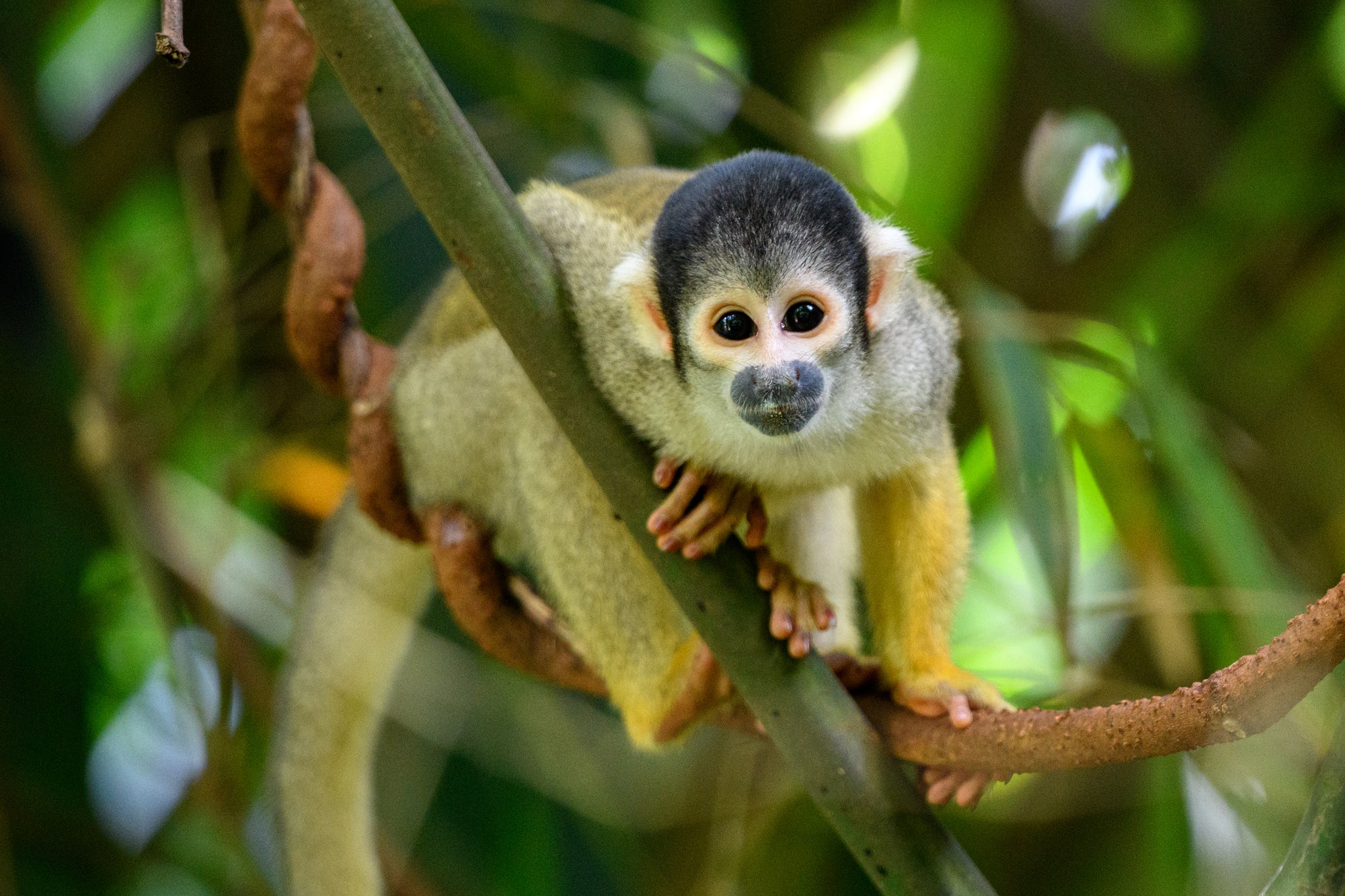 Ein kleiner Affe auf einem Baum im Regenwald