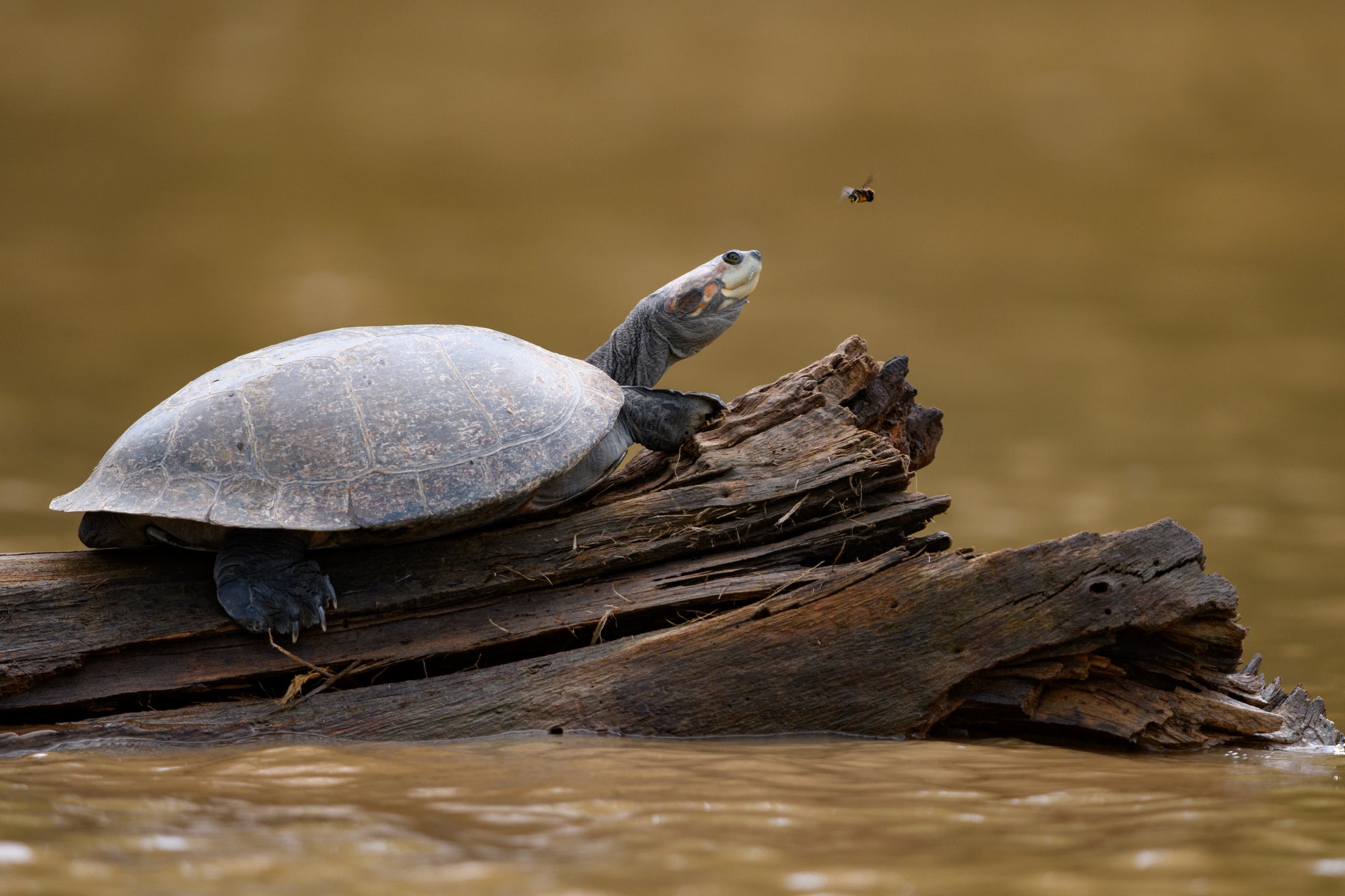 Eine Schildkröte auf einem Stück Treibholz