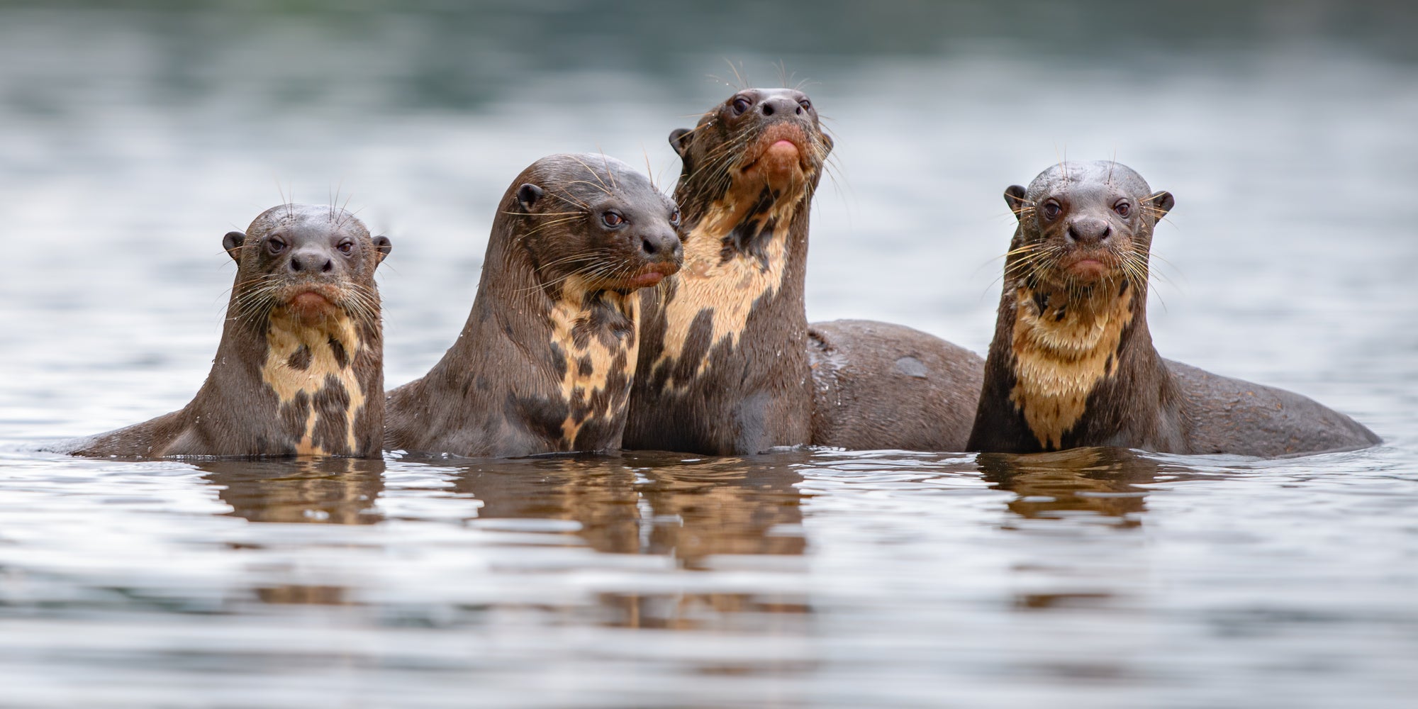 Vier Otter schauen aus dem Wasser